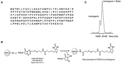 Identification of Trombospondin-1 as a Novel Amelogenin Interactor by Functional Proteomics